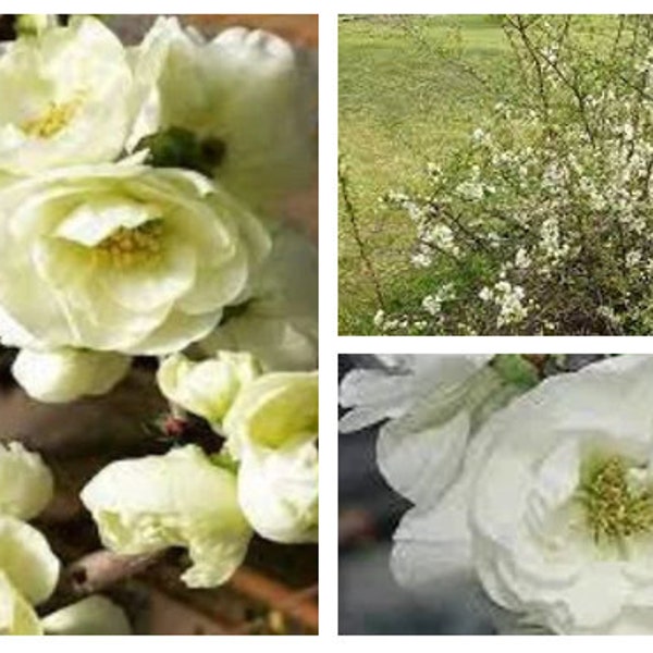 O Yashima Double White Flowering Quince  -  1 starter live plant - TLMAGIC