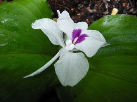 5 bulbs KAEMPFERIA GALANGA This species is rare plant Zingiberaceae herb plan 5 bulbs KAEMPFERIA GALANGA This species is rare plant Zingiberaceae herb plan