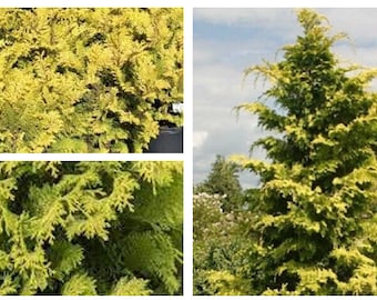 Crippsii Golden Hinoki Cypress - 1 live plant- TLMAGIC