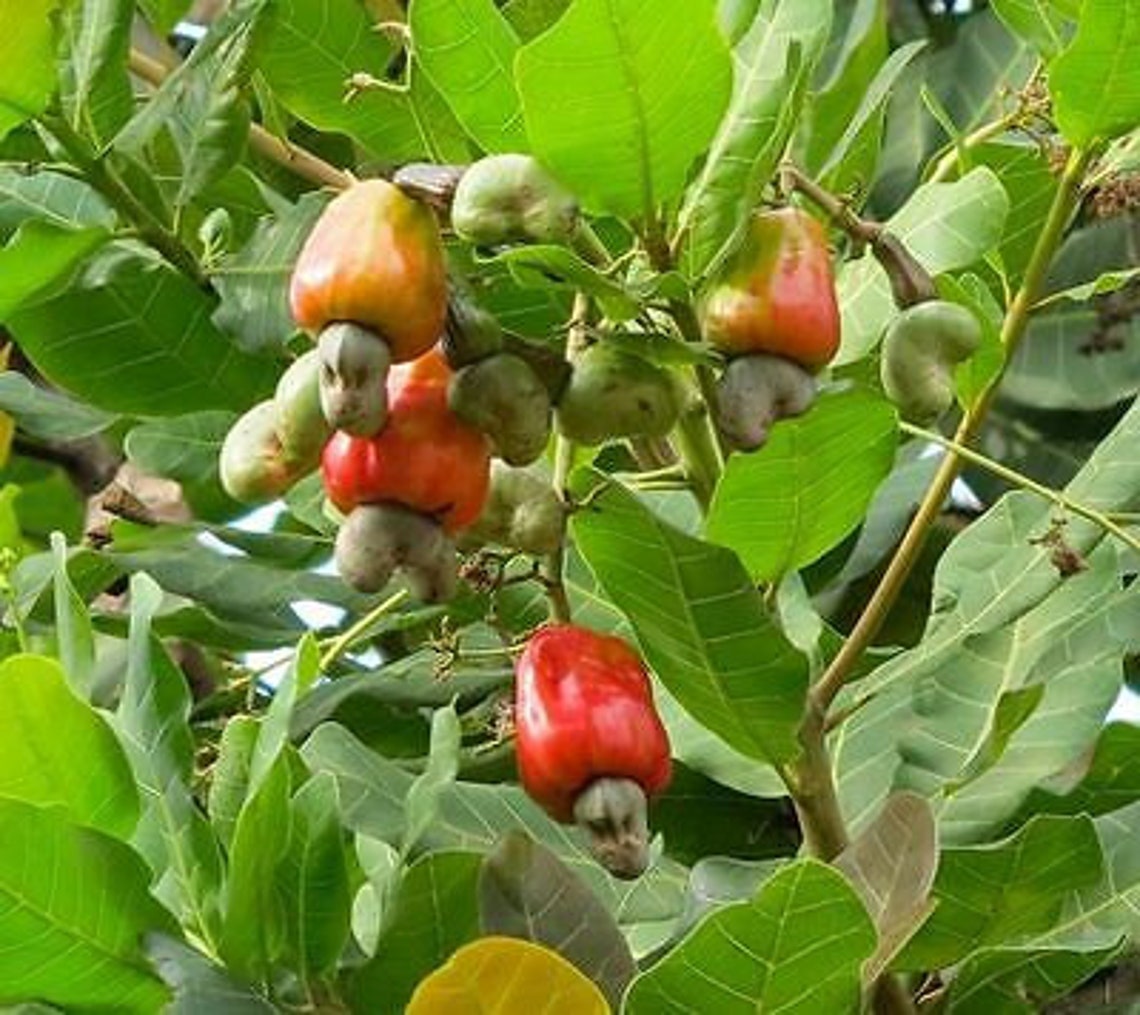 5 Graines Anacardium Occidentale Noix de cajou Arbre Rare Etsy 5 Graines Anacardium Occidentale Noix de cajou Arbre Rare Etsy