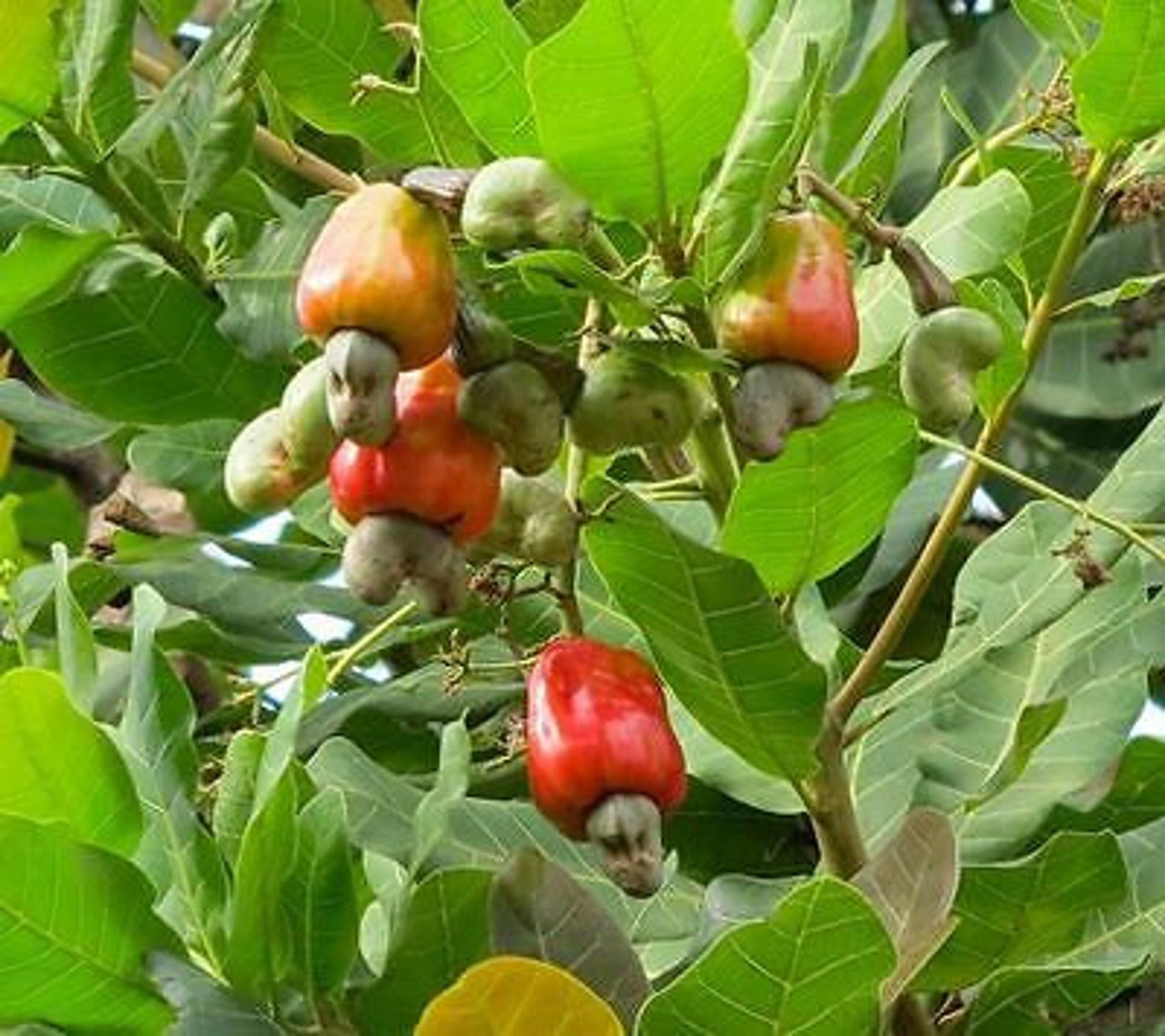 cashew trees for sale in california cashew trees for sale in california