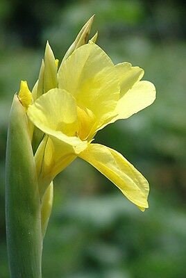 butsarana Fleurs Graines Rose Canna indica 50 graines Canna Lily INDIAN SHOT 