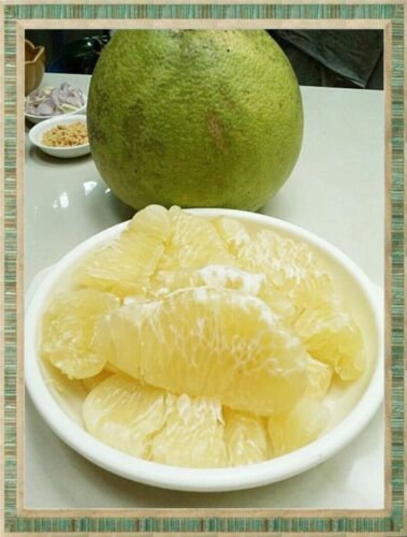 20 Seeds Pomelo Grapefruit Citrus Maxima Fruits Seeds Etsy