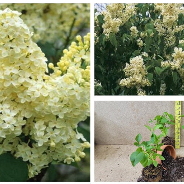 Primrose Yellow French Lilac syringa-  1 live plant - TLMAGIC