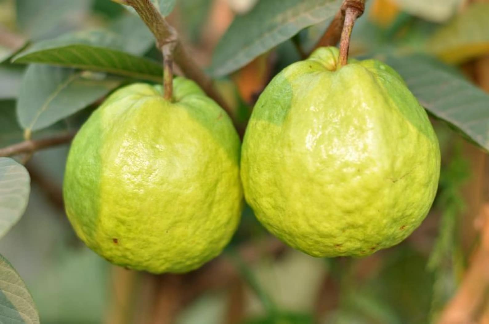 50 Apple Guava Fruit Seeds Psidium Guajava Common Guayaba Etsy