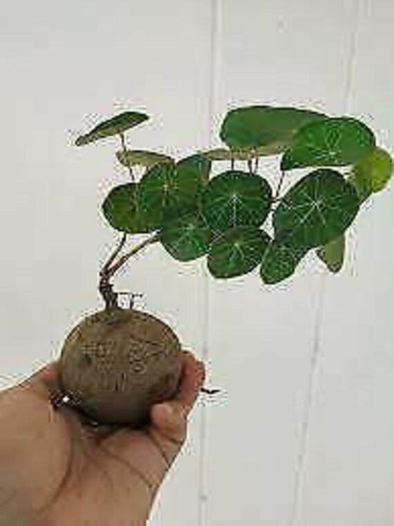 1 BULB STEPHANIA ERECTA CRAIB MENISPERMACEAE PLANT BONSAI SUCCULENT 8 Cm no 133 1 BULB STEPHANIA ERECTA CRAIB MENISPERMACEAE PLANT BONSAI SUCCULENT 8 Cm no 133