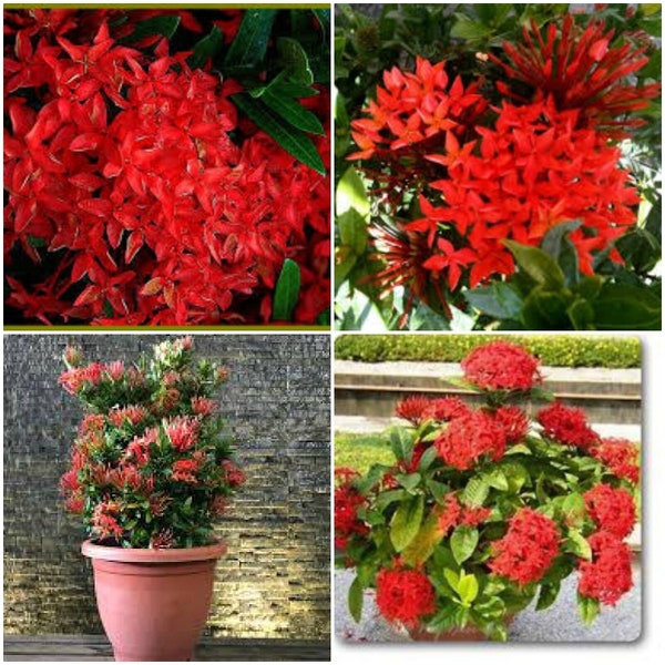 Dwarf red ixora live plants 2 to 5 inches tall- TLMAGIC