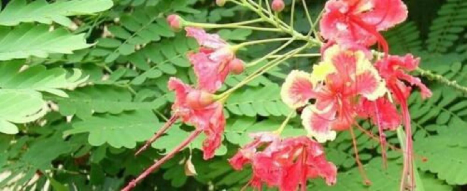 30 Seeds Pink Pride of Barbados Caesalpinia PULCHERRIMA EXOTIC - Etsy