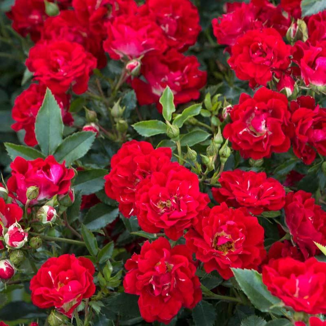 Red Drift Groundcover Rose starter Plant 8m 1 Live Plant TLMAGIC Etsy