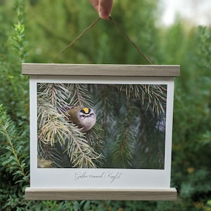 Golden-crowned Kinglet Bird Photograph Cottagecore Print