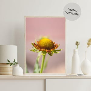 May include: A close-up of a single yellow flower with red-brown petals against a pink background. The flower is in focus, while the background is blurred.