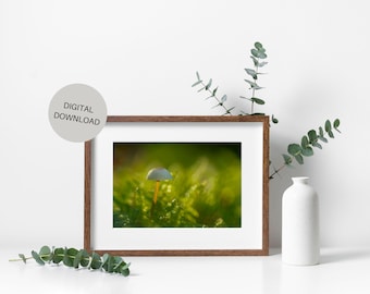 Macro Mushroom Photography Print: Cottagecore Forest Wall Art (Digital Download)