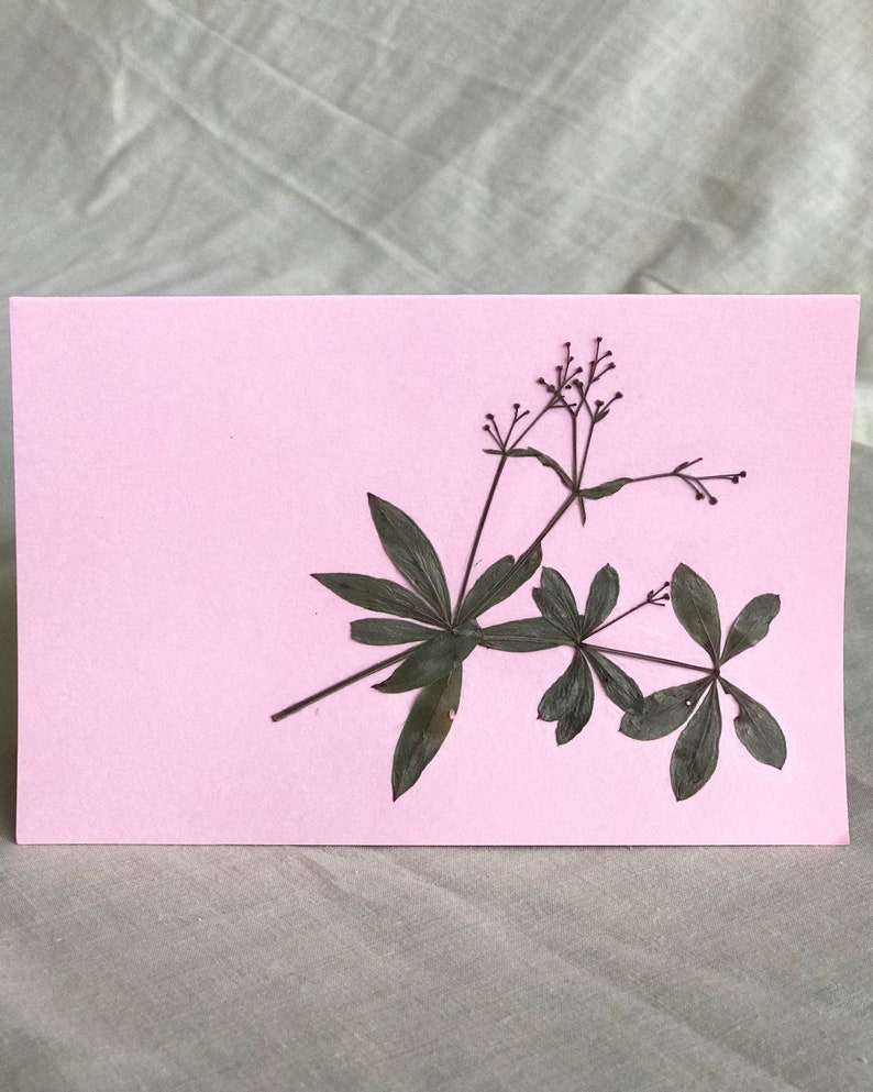 Real Dried Flowers Blank Inside Original Pressed Flower ...