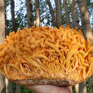 Cordyceps flower dry, Cordyceps Militaris, cultured fungus ,mushrooms, ships from Montreal 100gm