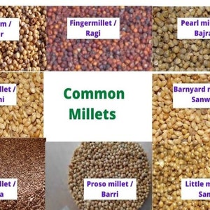 Red Sorghum, Durra, 800g Egyptian Millet, Feterita, Guinea Corn, Jowar, Juwar, Milo, Shallu, Sudan Grass, great millet, Indian millet image 9