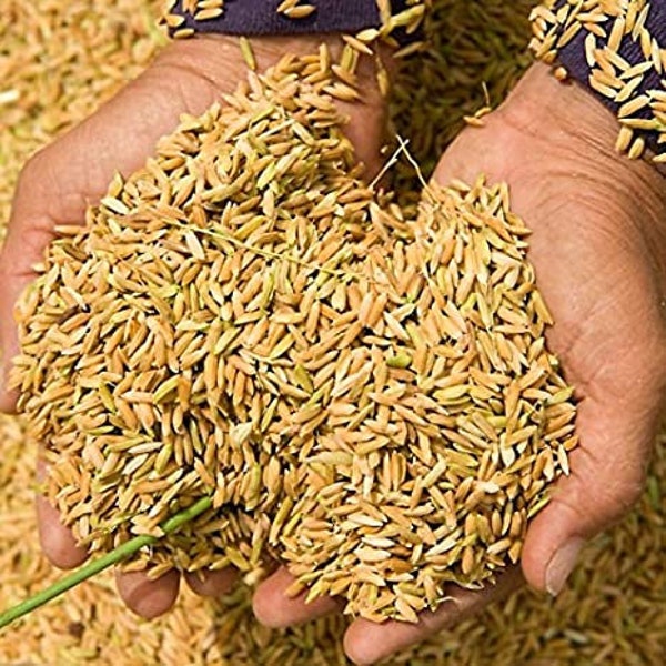 Rice whole seeds, germinate seeds, Raw Unfinished Rice, brown and natural, paddy, Paddy seeds, NON-GMO,  200gm ships from Montreal