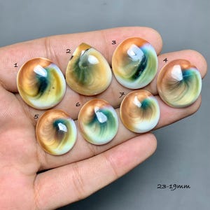 May include: Seven polished Shiva eye shell cabochons labelled 1 to 7, featuring swirling patterns of white, tan, and dark green. The stones are smooth, rounded, and teardrop-shaped, with a size range indicated as 23-19mm on the image.