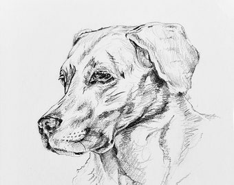 Graphic Sketch Labrador Retriever