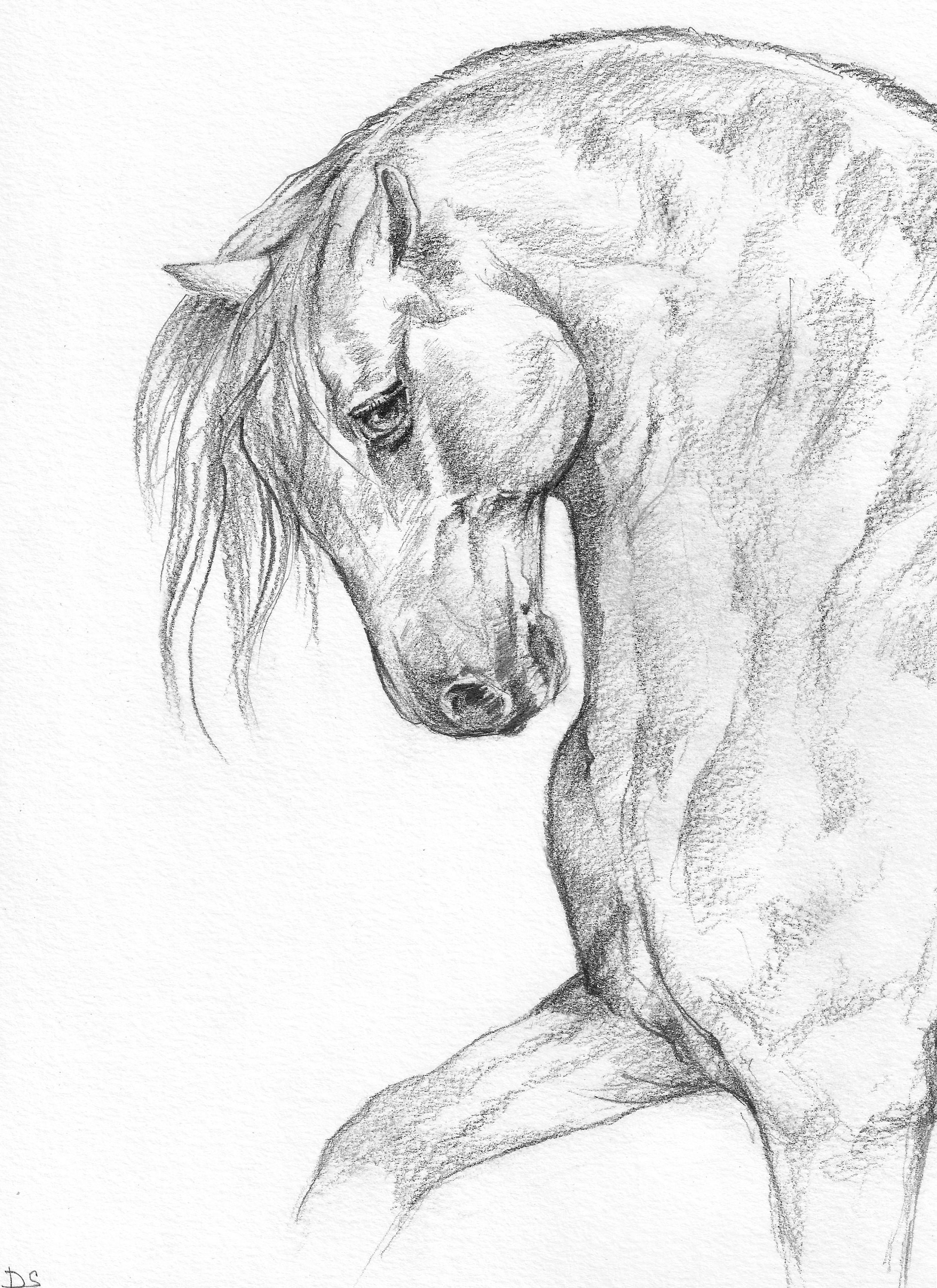 Dessin Cheval Realiste Noir Et Blanc Dessin au crayon cheval - Etsy Canada