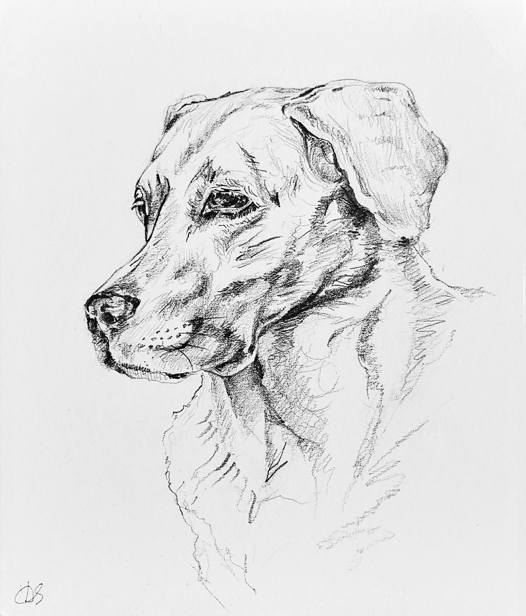 Grafische Skizze Labrador Retriever - Etsy.de