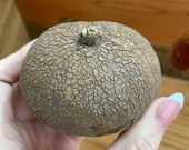 Stephania Erecta - dormant bulb, caudex