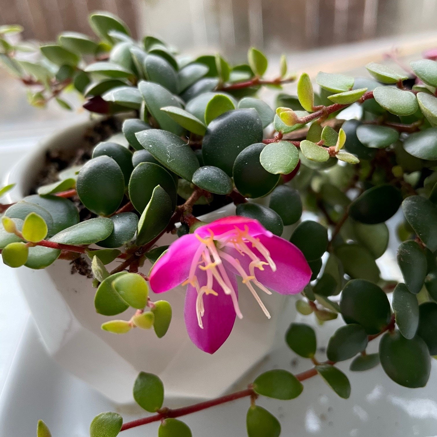 Medinilla sedifolia 4.5 Pot Extremely Rare Houseplant Etsy