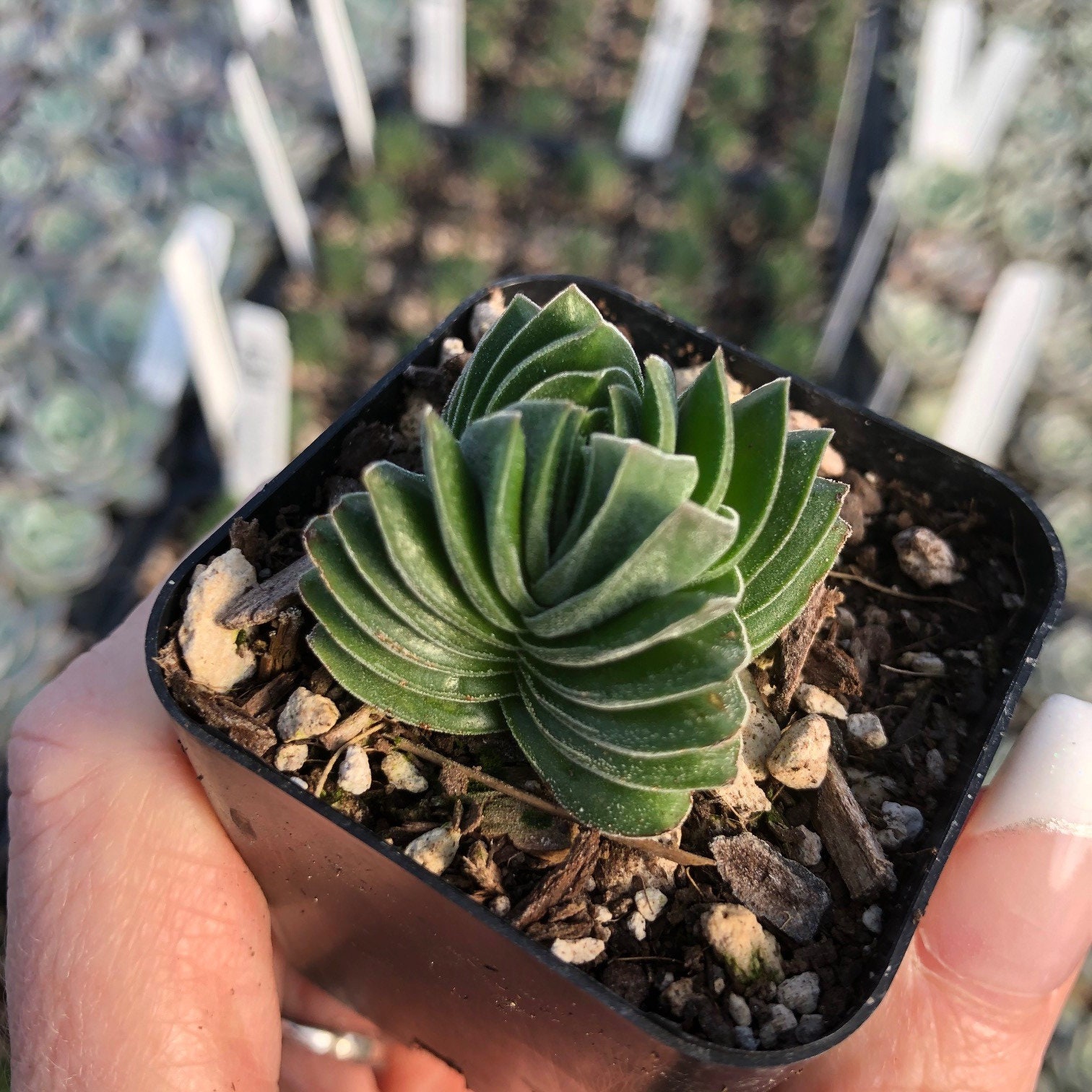 Crassula Buddha S Temple 2 Etsy Singapore
