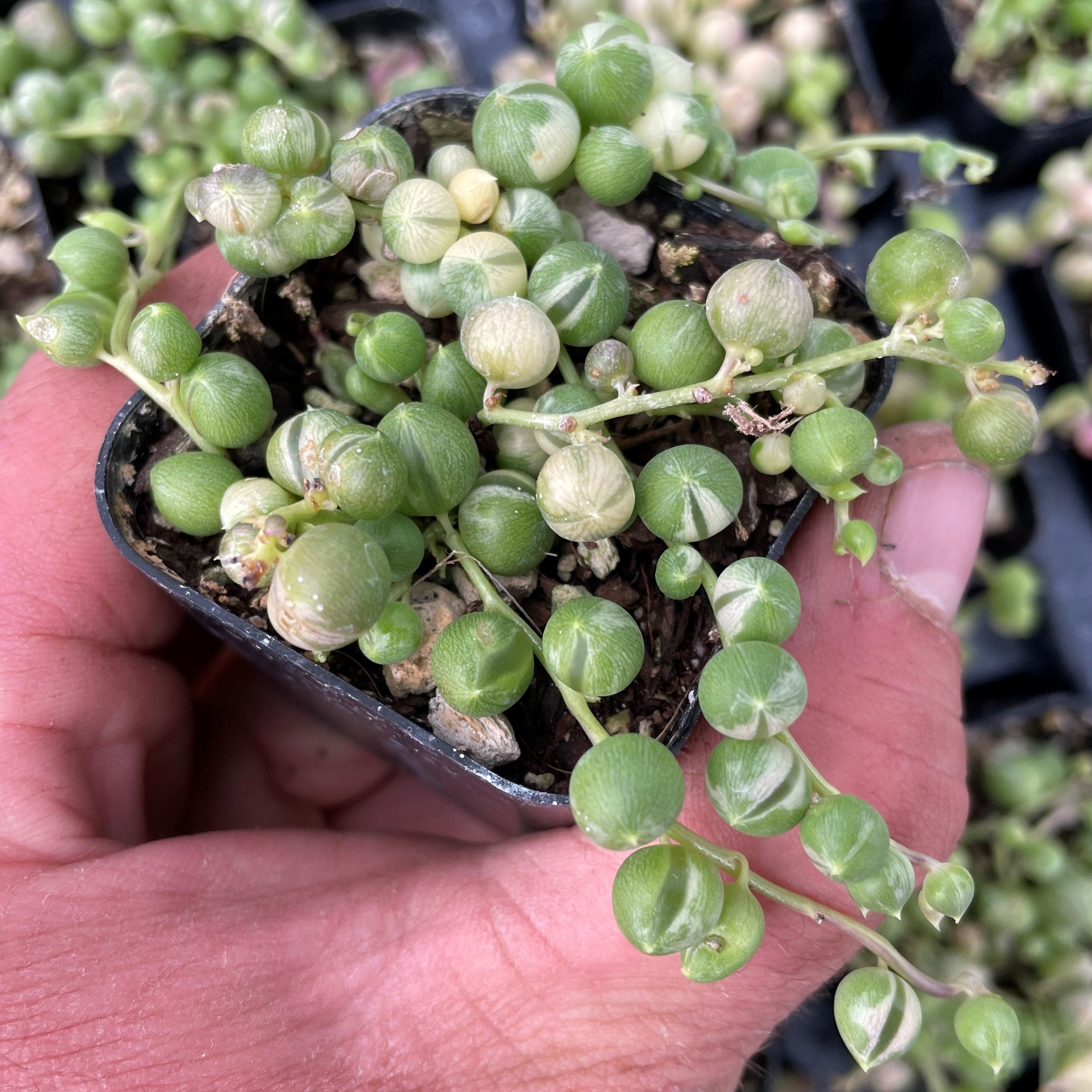 Variegated String of Pearls - Senecio rowleyanus 'Variegata' …