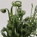 Albuca spiralis ‘Frizzle Sizzle – Corkscrew Albuca (4.5″ Pot) 