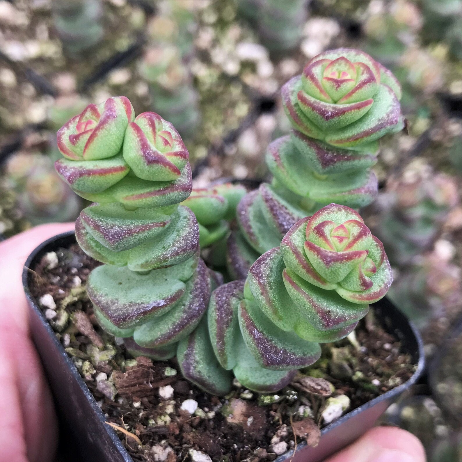Crassula 'Baby's Necklace' Adorable Succulent Etsy