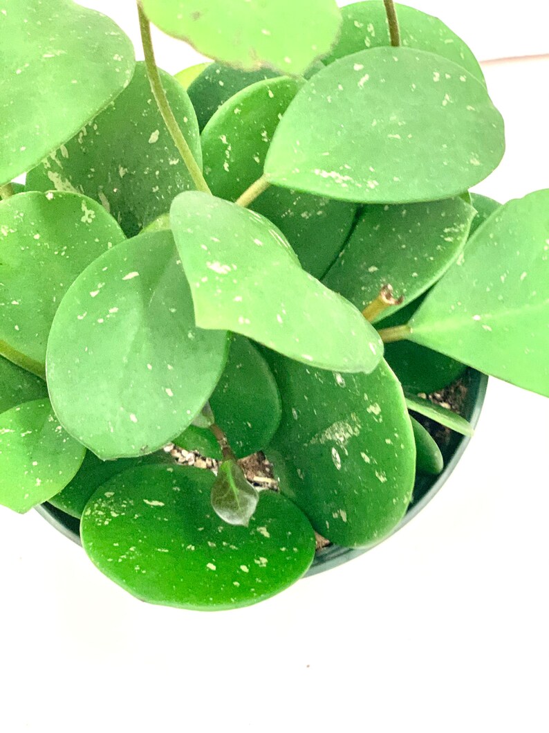 Hoya Obovata Splash in 24 & 6 Pot /live Plant/ Hoya Plant/ Etsy