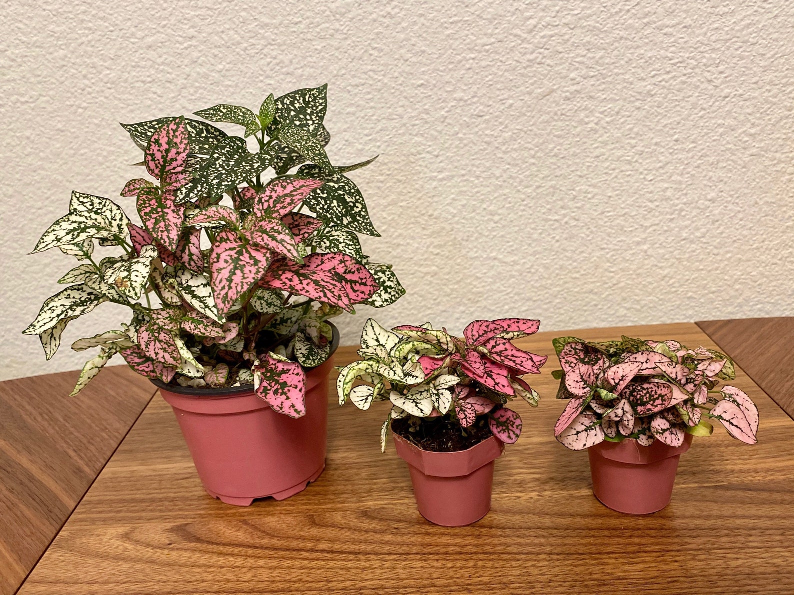 polka dot vibrant pet safe plant