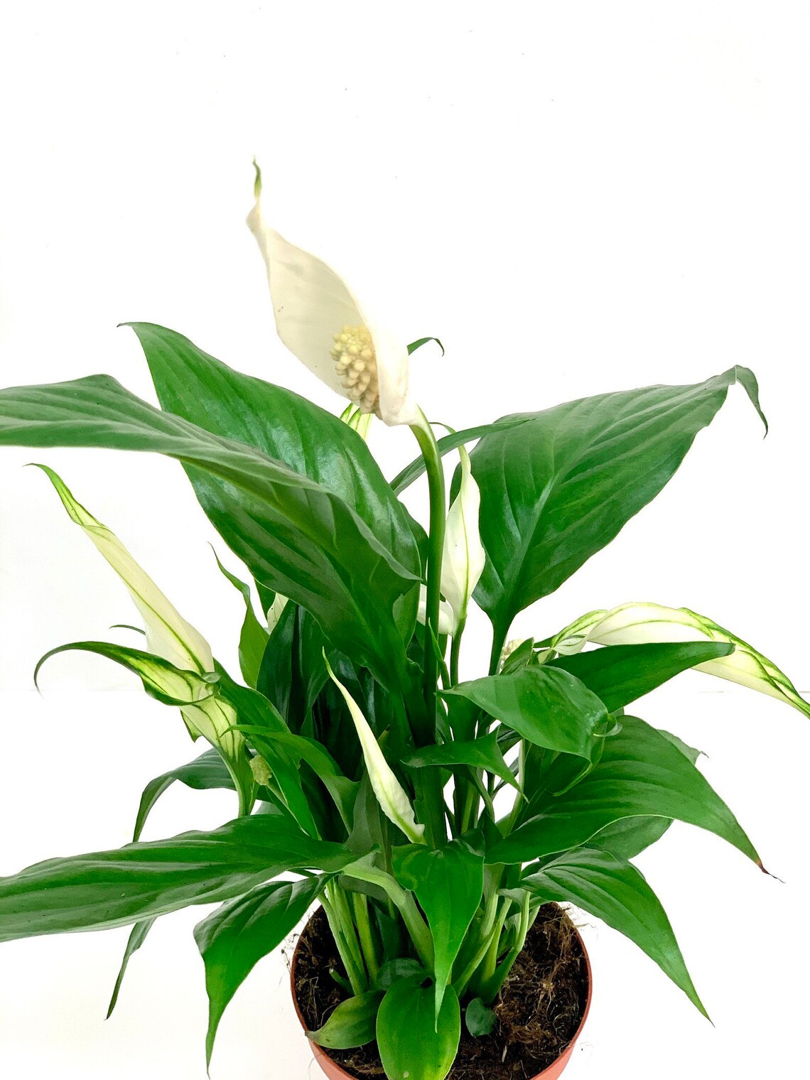 Peace Lily Clean Air Plant in 4 POT/ Peace Lilies Etsy
