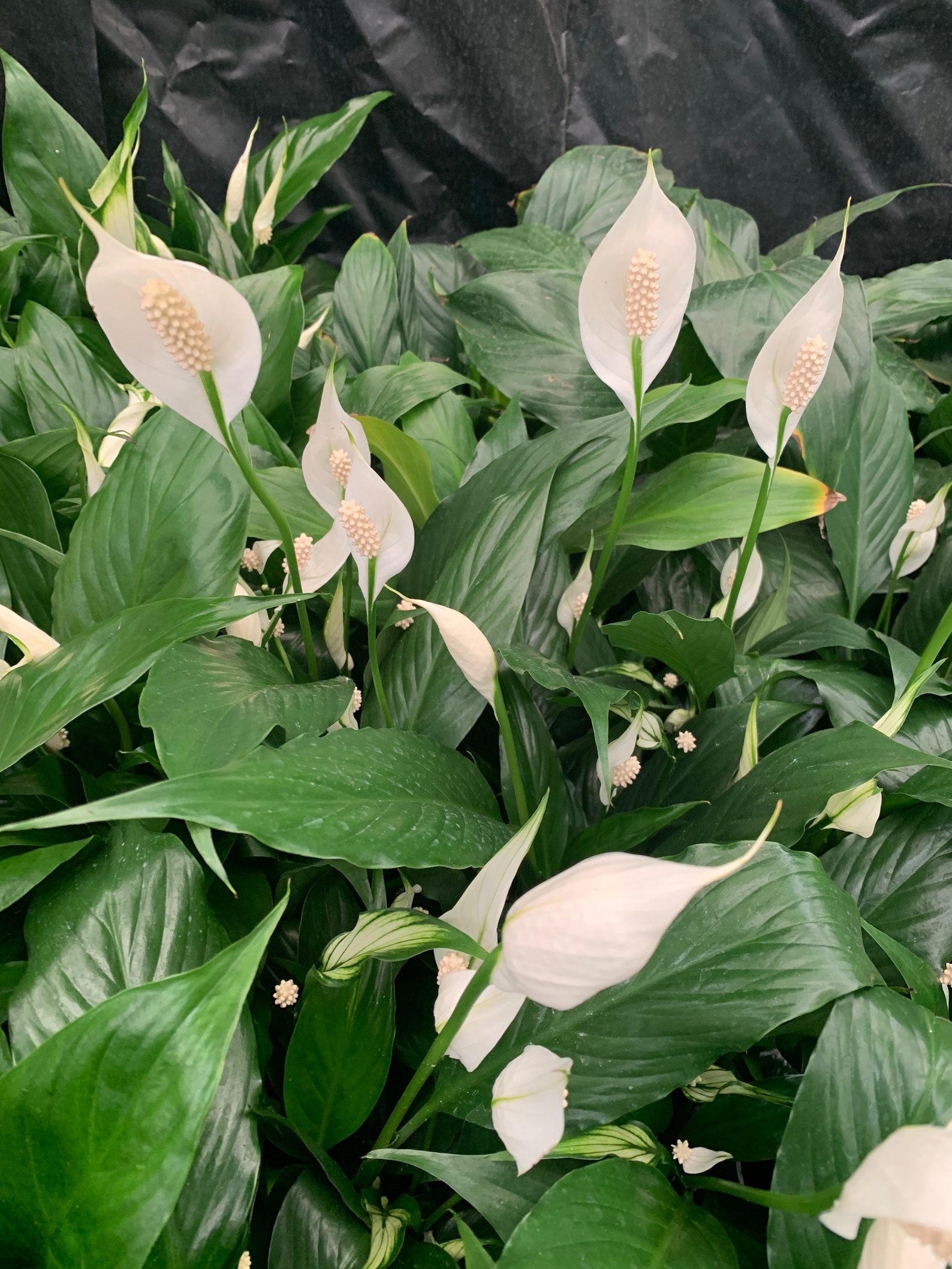 Peace Lily Clean Air Plant in 4 POT/ Peace Lilies Etsy