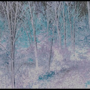 May include: A photograph of a forest with bare trees in the winter. The trees are white and blue, and the ground is covered in snow. The image has a dreamy, ethereal quality.