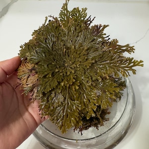 Rose of Jericho – Resurrection Plant for Home Blessings & Spiritual Growth