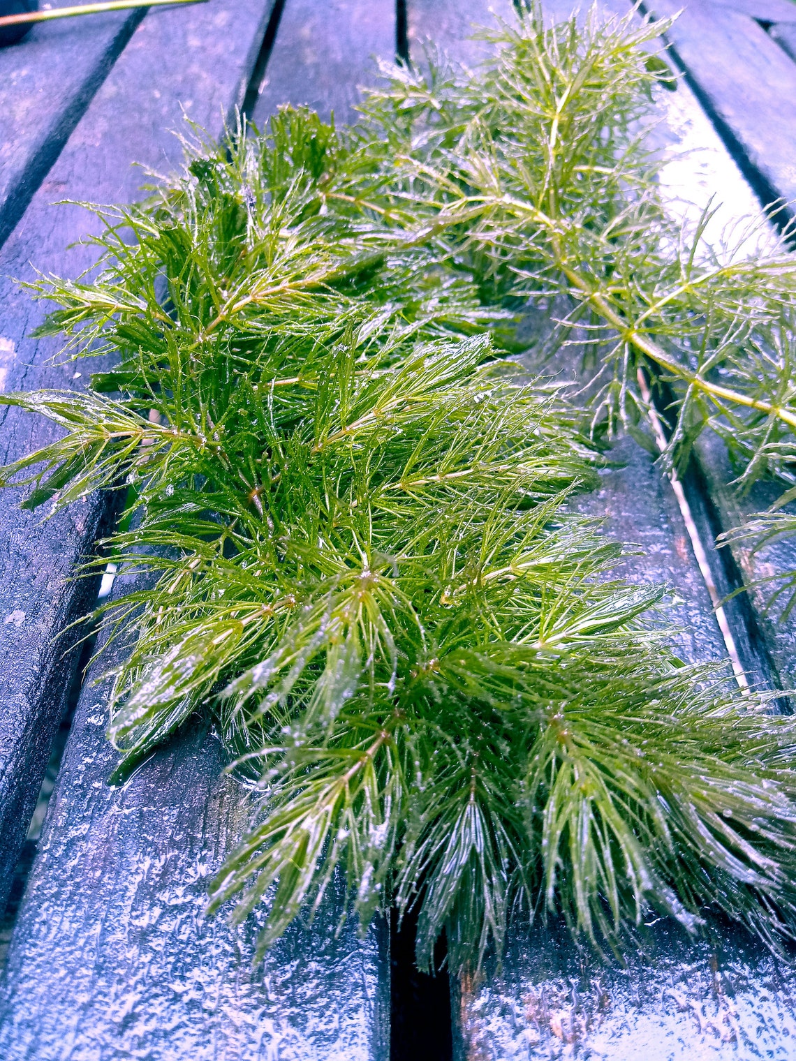 HORNWORT coontail live aquatic plants Etsy