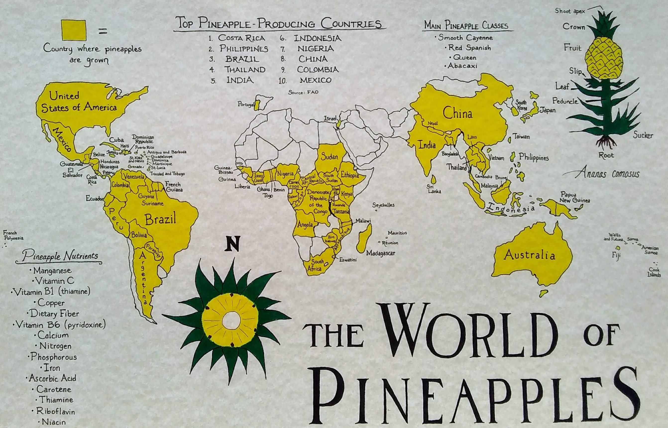 Pineapple Map Etsy