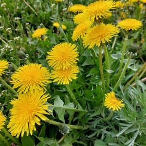 Taraxacum officinale raw Organic dandelion root , dandelion root tea, natural dried root, dandelion root herbal tea
