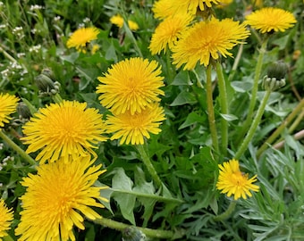 Organic Dandelion Root Tea: Natural Dried Herbal Tea