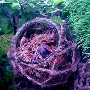 Clear Moss Pit