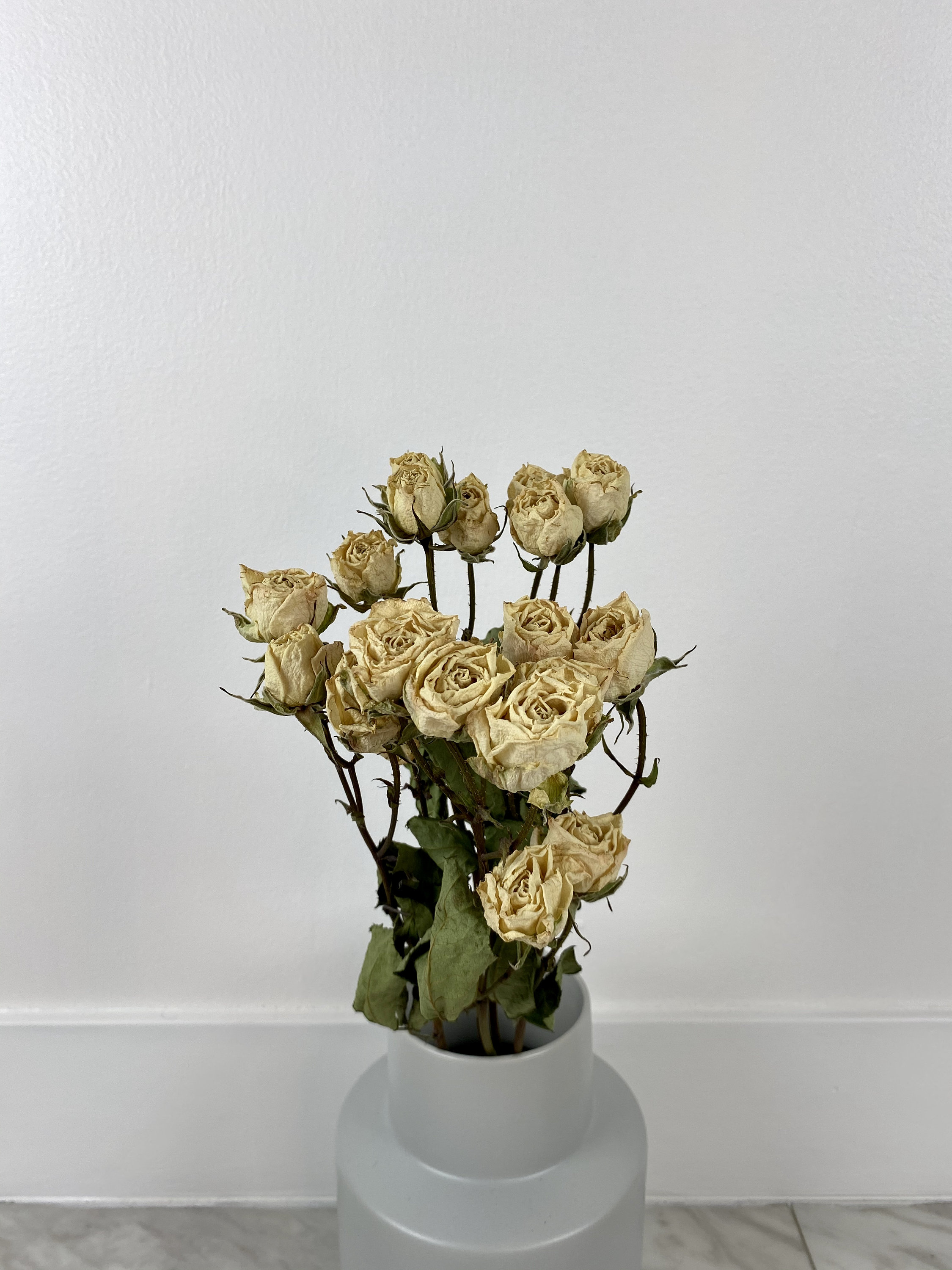 White Dried Spray Roses Etsy