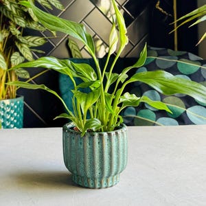 May include: A small, teal ceramic pot with a ribbed design holds a lush green plant with long, pointed leaves. The pot sits on a light grey surface. Other plants and a dark background are visible.