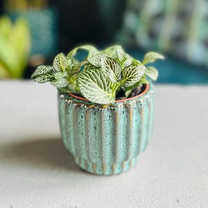 May include: A small potted plant with green and white veined leaves. The plant is in a turquoise ceramic pot with vertical ridges. The pot has a metallic gold rim and sits on a white surface. Other plants are visible in the blurred background.