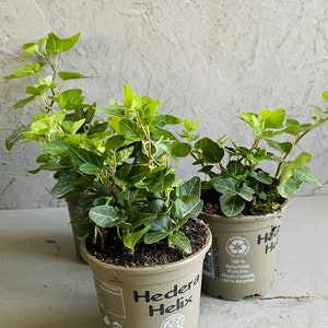 ENGLISH IVY PLANT | Hedera Helix 9cm Pot | Perfect House Plant | Terrarium Plant | Mini Baby Plants | Soil Mix | Cute Trailing Plant