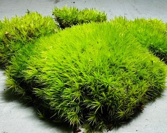 LIVE MOOD MOSS | Natural Fresh Moss | Terrarium Supplies | Broom Fork Moss | Woodland Cushion Moss | Terrariums, Mossarium, Vivarium