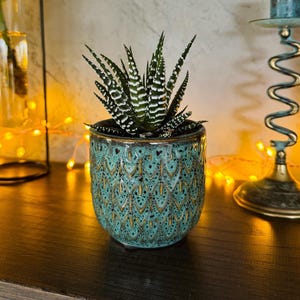 May include: A small succulent plant in a teal ceramic pot with a gold pattern. The plant has green and white striped leaves. The pot is on a dark wooden shelf, with a brass candlestick and fairy lights in the background.