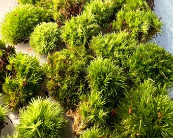 Fresh MINI BUN MOSS | Natural Fresh Moss |  Baby Buns For Bonsai Pots or Small Projects Botanical Supplies | Cushion Moss | Boll Moss