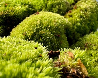 LIVE BUN MOSS | Natural Fresh Moss | Terrarium Supplies | Cushion Moss | Boll Moss | Landscaping for Terrariums, Mossarium, Vivarium