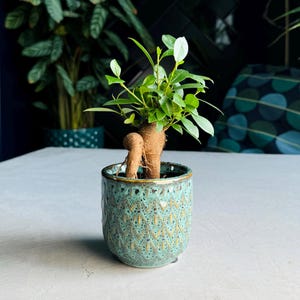 May include: A miniature bonsai tree in a teal ceramic pot with a gold rim. The pot features a textured pattern. The bonsai has a thick, brown trunk and bright green leaves. Other plants and a dark blue wall are in the background.
